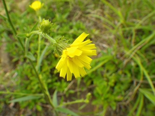 f0187402_1615527.jpg
