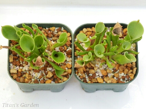 Heliamphora nutans_b0099813_0131052.jpg