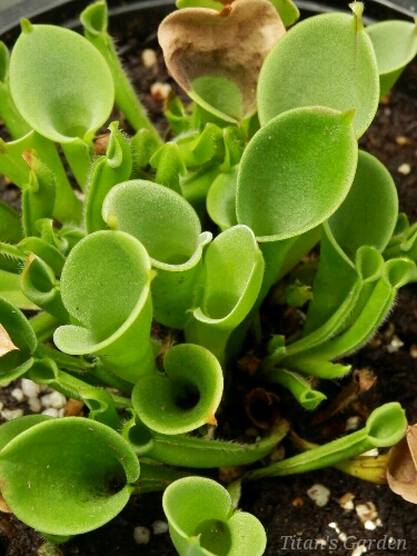 Heliamphora nutans_b0099813_0131058.jpg