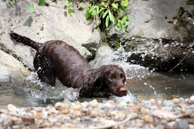 水陸両用小型回収犬_e0204314_83353.jpg