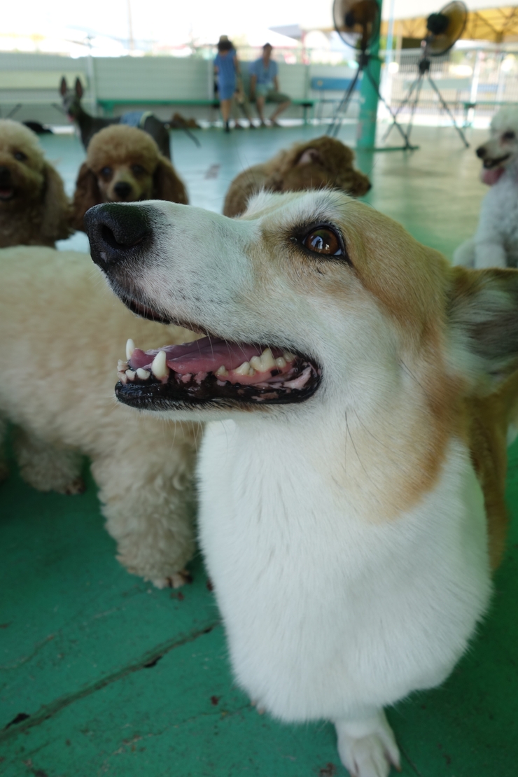 駆け足で巡る茨城県つくば市 その11～つくばわんわんランド その6_a0287336_22165275.jpg