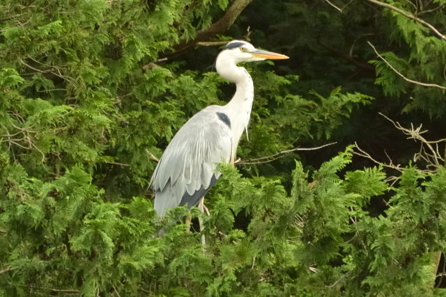 久しぶりにいつもの公園で(2014.08.24)_c0165640_2105754.jpg