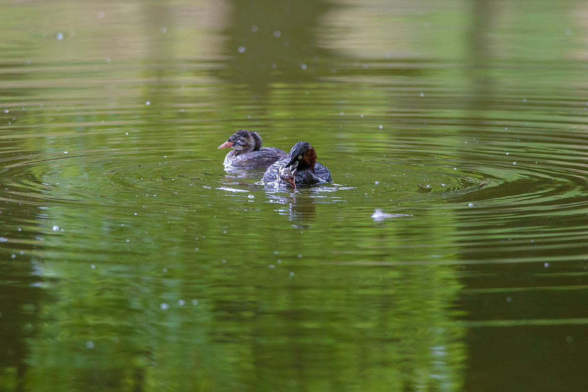 親の背中が恋しいカイツブリの幼鳥_d0292540_00312777.jpg