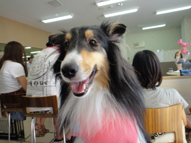 愛内里奈さんのドッグリフレクソロジー講座に行ってみた♪_e0195743_3391631.jpg