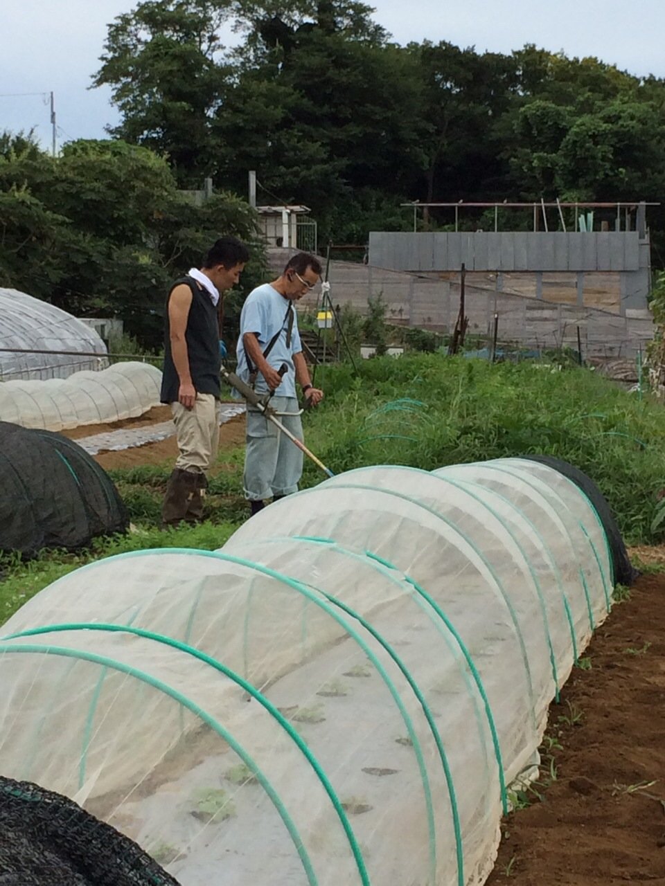 カーヴォロネーロ＆菜の花の播種_c0222448_12555403.jpg