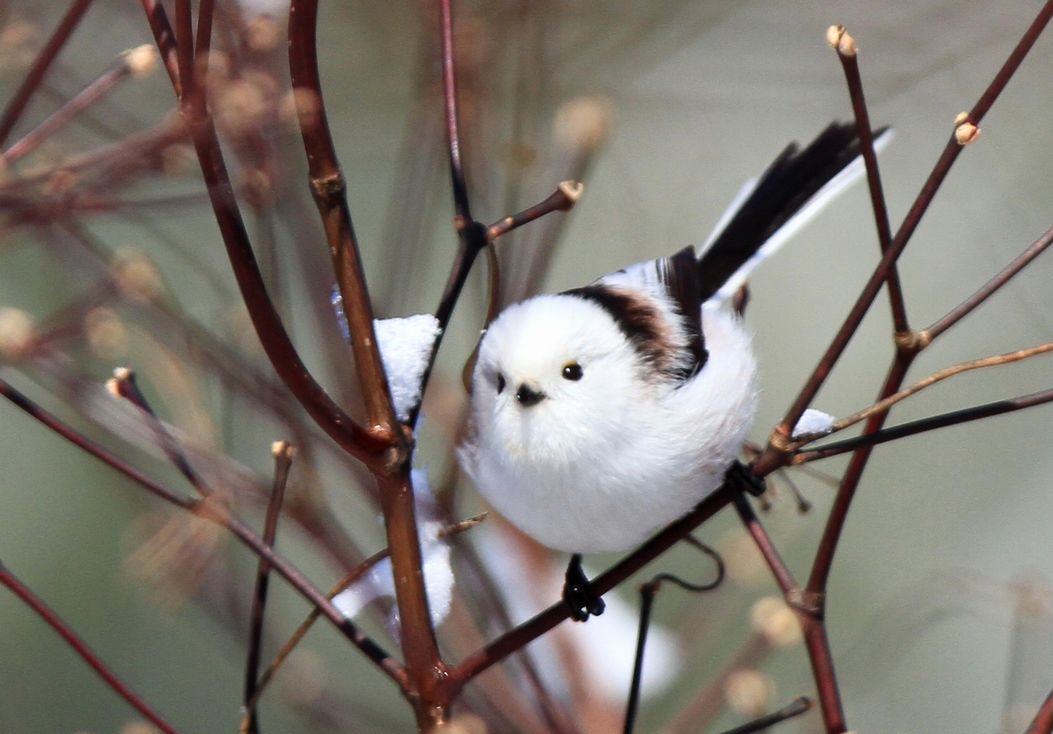 この季節の シマエナガ アイヌモシリの野生たち 獣と野鳥の写真図鑑 この季節の シマエナガ アイヌモシリの野生たち 獣と野鳥の写真図鑑