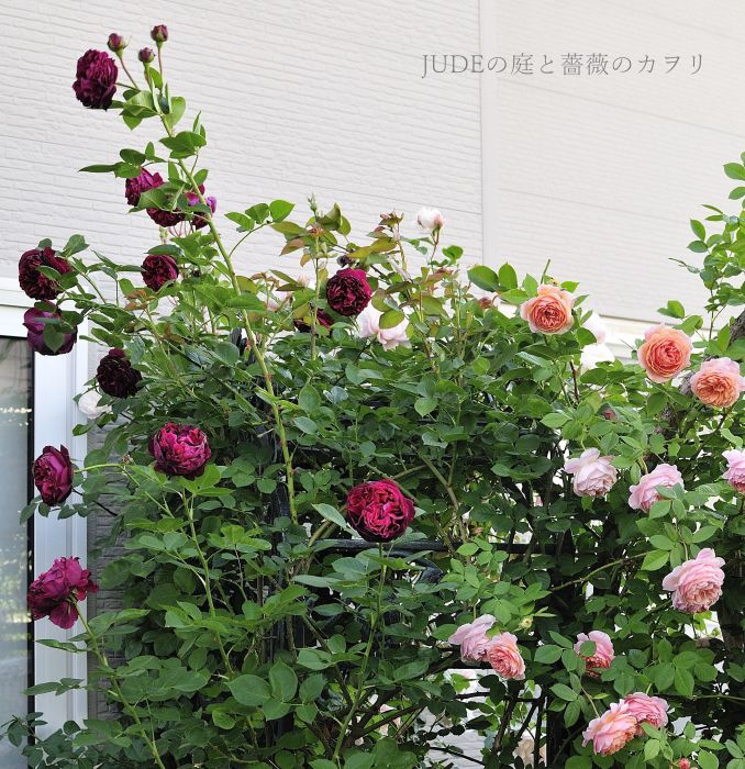 フォールスタッフ 2014 : JUDEの庭と薔薇のカヲリ フォールスタッフ 2014 : JUDEの庭と薔薇のカヲリ