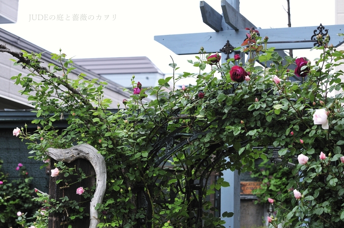フォールスタッフ 2014 : JUDEの庭と薔薇のカヲリ フォールスタッフ 2014 : JUDEの庭と薔薇のカヲリ