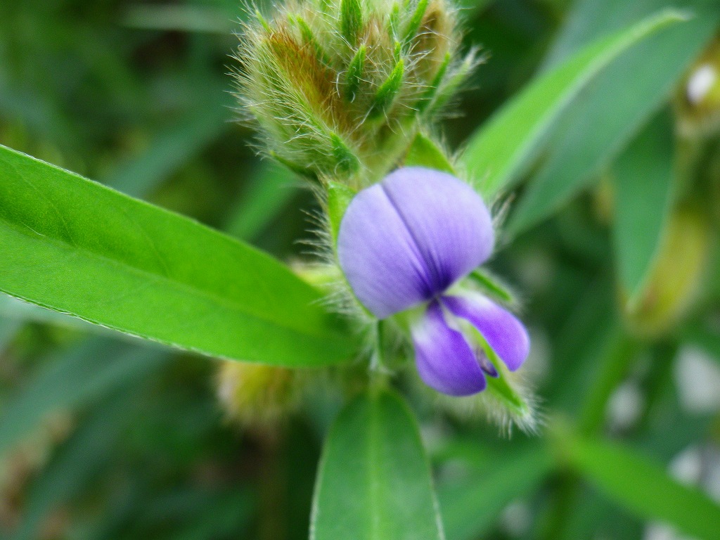 『狸豆(タヌキマメ)の花が咲いていました～』_d0054276_20321064.jpg