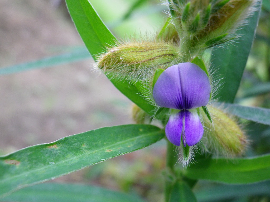 『狸豆(タヌキマメ)の花が咲いていました～』_d0054276_20325375.jpg