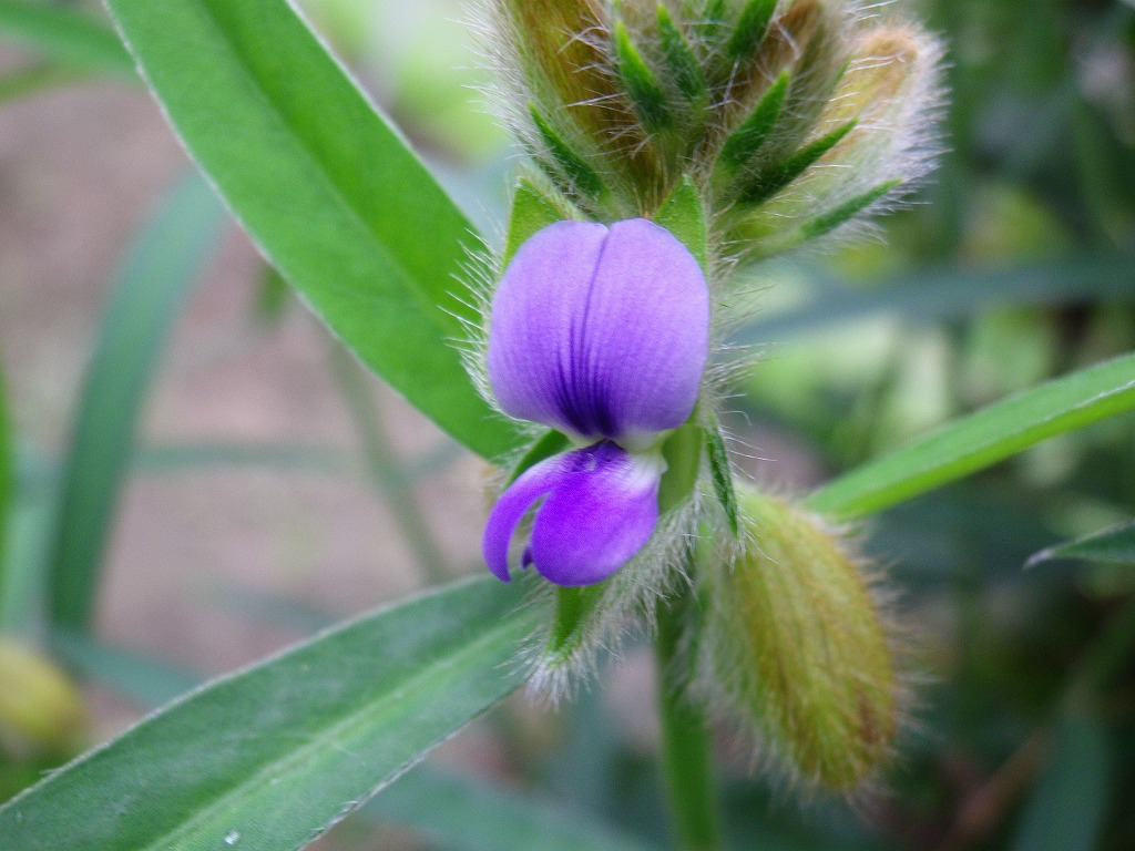 『狸豆(タヌキマメ)の花が咲いていました～』_d0054276_2033187.jpg