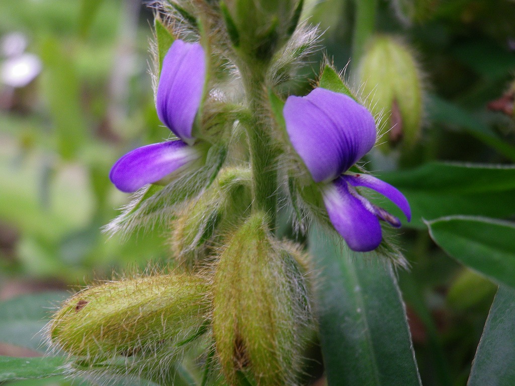 『狸豆(タヌキマメ)の花が咲いていました～』_d0054276_20331919.jpg