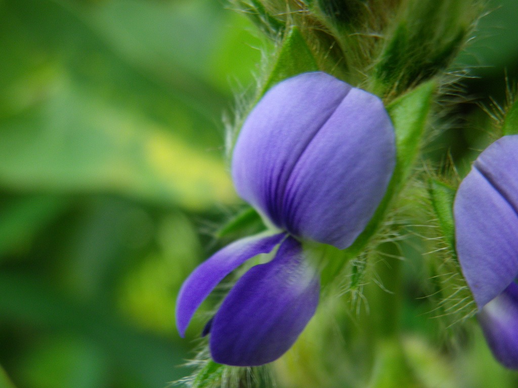 『狸豆(タヌキマメ)の花が咲いていました～』_d0054276_20333923.jpg