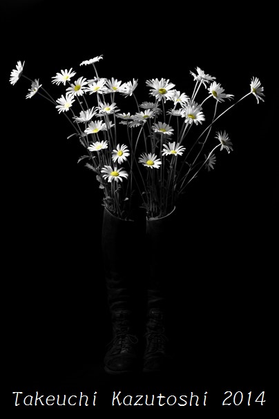 ox-eye daisies_e0290580_20171842.jpg
