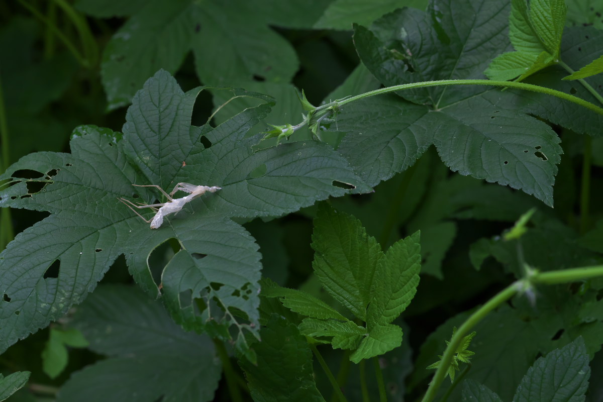 殻を脱ぎ続けて　カマキリ（蟷螂）他_a0083081_13334878.jpg