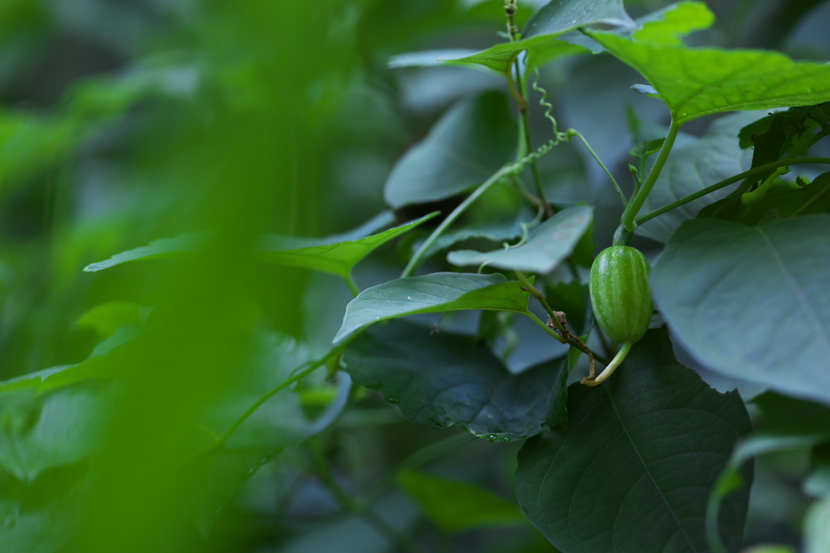 殻を脱ぎ続けて　カマキリ（蟷螂）他_a0083081_1336730.jpg