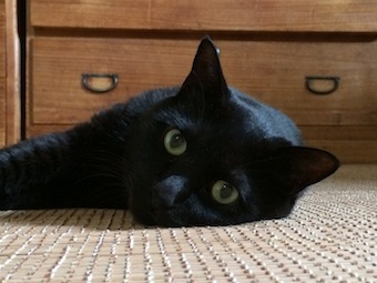 猫のお手当は(笑)_a0191183_1422327.jpg