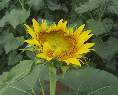f0234590_9242272.png