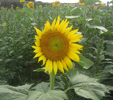 f0234590_9242882.png