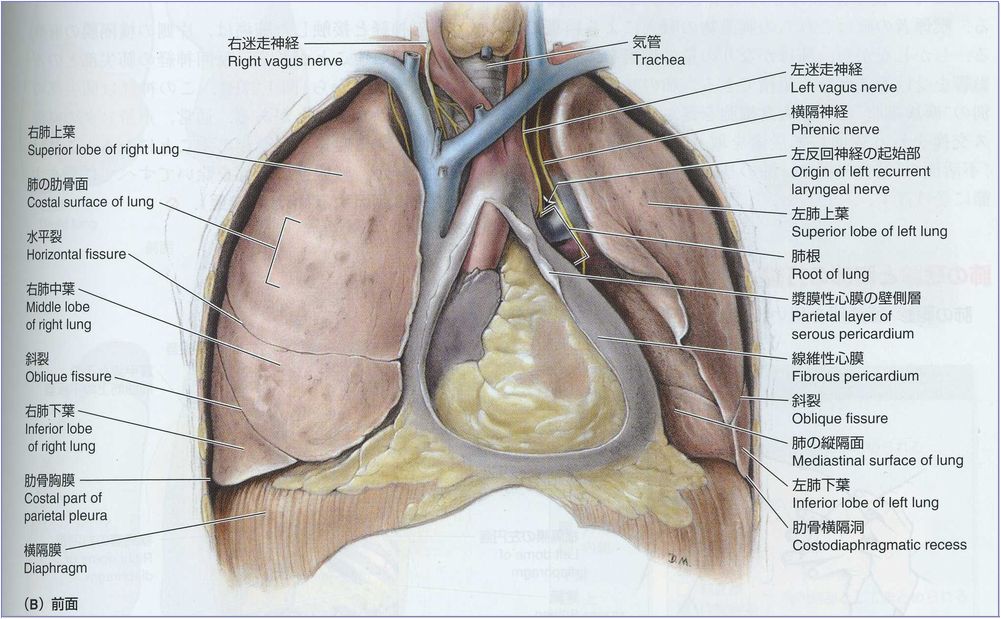 気胸 症状 肺