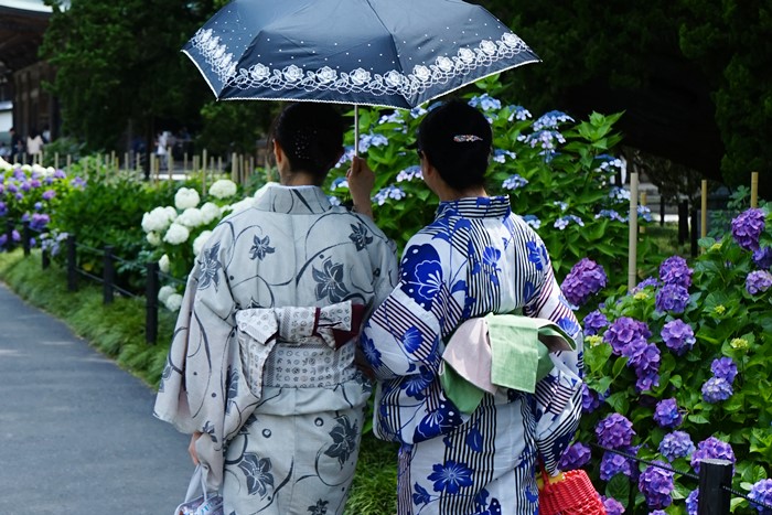 鎌倉　紫陽花散歩_b0145398_2194229.jpg