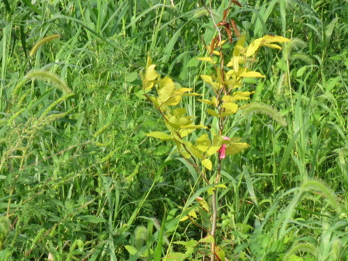 e0054299_11020671.jpg