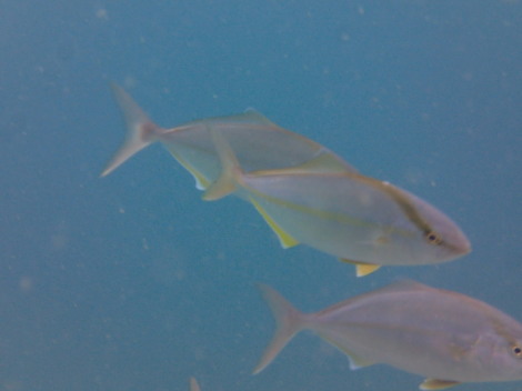 e0115199_20311734.jpg