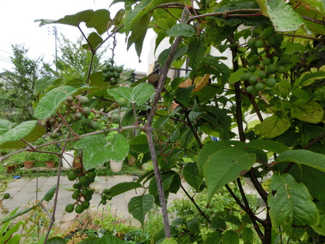 a0203003_13362034.jpg