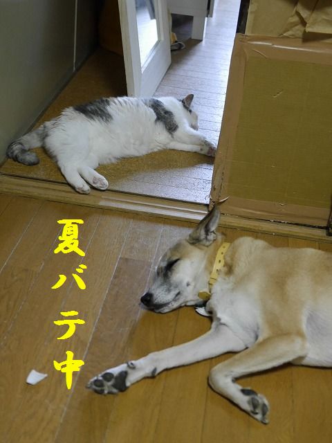 f0282319_2044381.jpg
