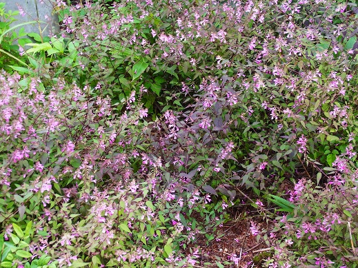 c0225927_16492440.jpg
