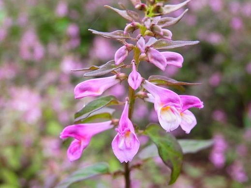 c0225927_1649935.jpg