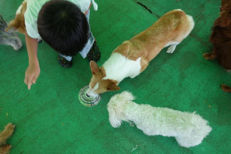 駆け足で巡る茨城県つくば市 その11～つくばわんわんランド その6_a0287336_0241621.jpg