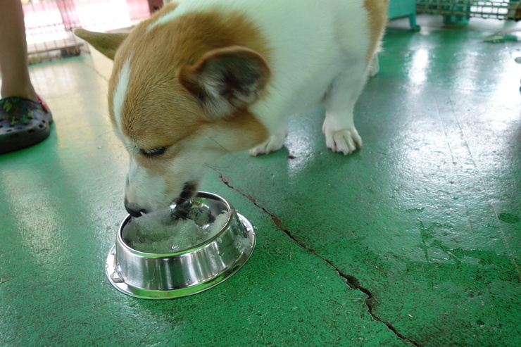 駆け足で巡る茨城県つくば市 その11～つくばわんわんランド その6_a0287336_0361082.jpg