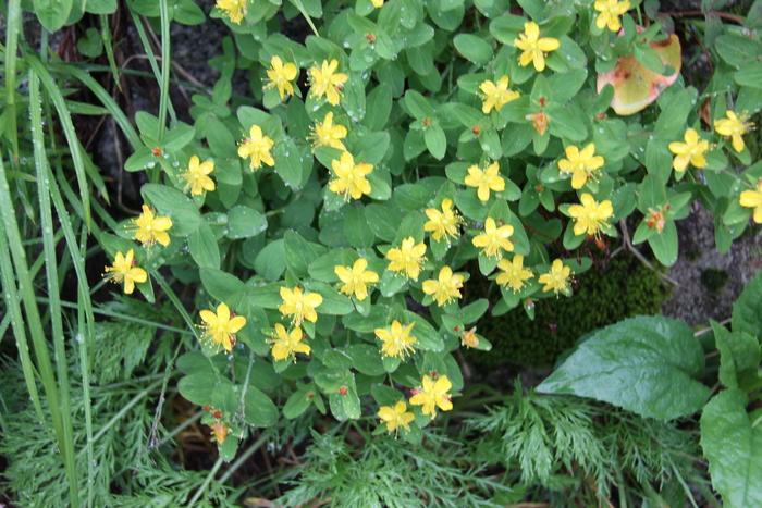 中央アルプス最高峰木曽駒ｹ岳　千畳敷カールお花畑_a0289242_20211382.jpg