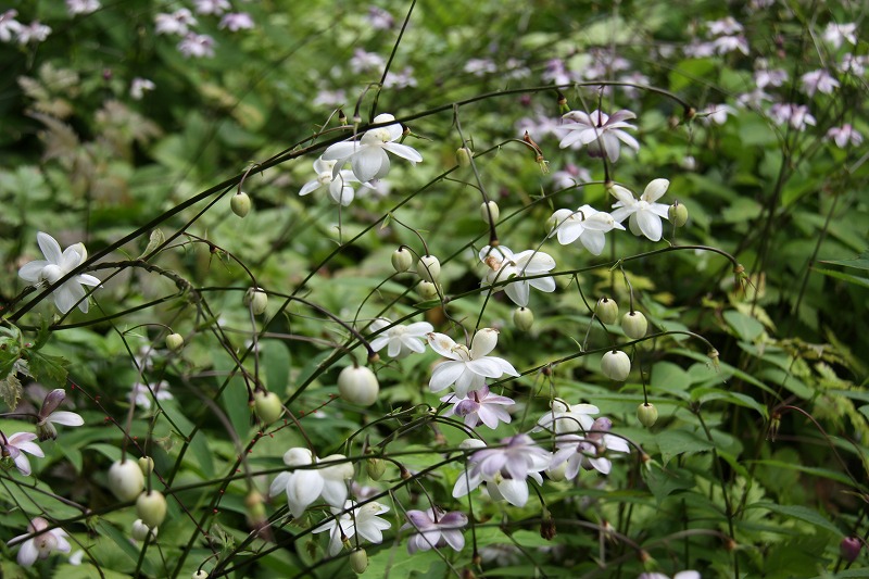 中央アルプス最高峰木曽駒ｹ岳　千畳敷カールお花畑_a0289242_20582832.jpg