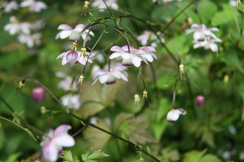 中央アルプス最高峰木曽駒ｹ岳　千畳敷カールお花畑_a0289242_20591219.jpg