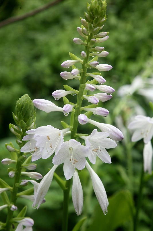 2014　ホスタ　hosta_e0076542_1181950.jpg