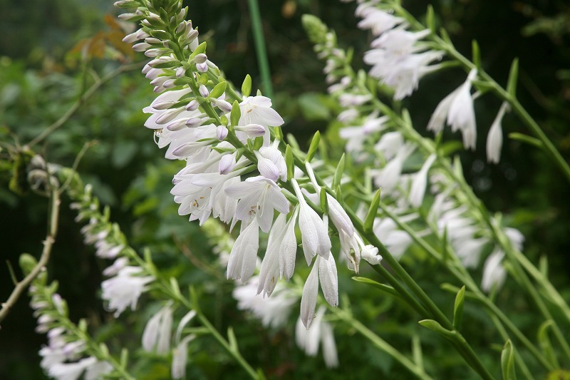 2014　ホスタ　hosta_e0076542_1193820.jpg