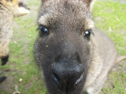 Australia it\'s truly Australia⑤Gorge Wildlife Park PartⅡ_e0121844_011116.jpg