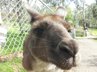 Australia it\'s truly Australia⑤Gorge Wildlife Park PartⅡ_e0121844_082943.jpg