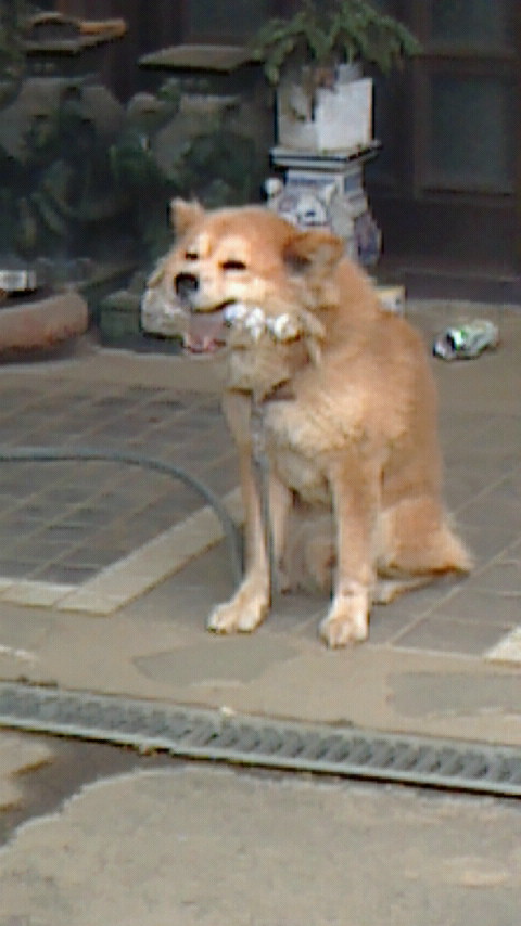 e0009760_1455347.jpg