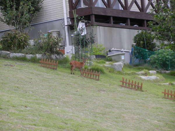 ’14,8,25(月)酔芙蓉が咲いたYO!_f0060461_1043776.jpg