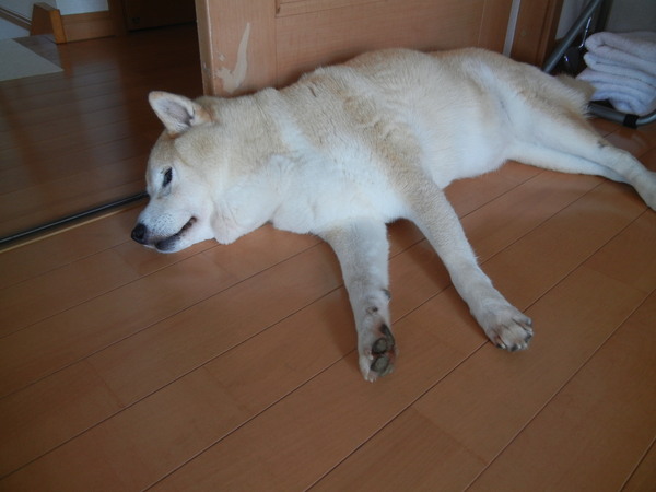 ’14,8,25(月)酔芙蓉が咲いたYO!_f0060461_1055312.jpg