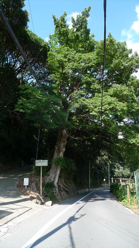 河内国分本町の街並み_f0139570_1852873.jpg