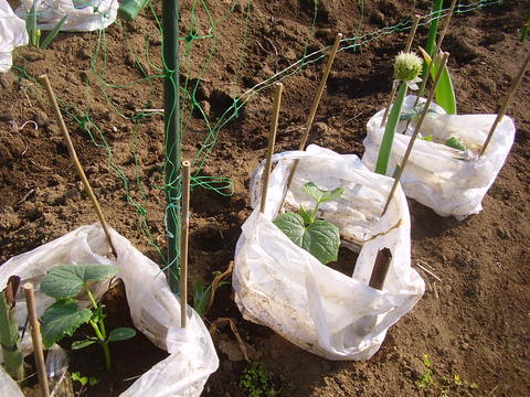 有機無農薬キュウリの育て方 素人百姓日記 有機無農薬野菜作りの記録