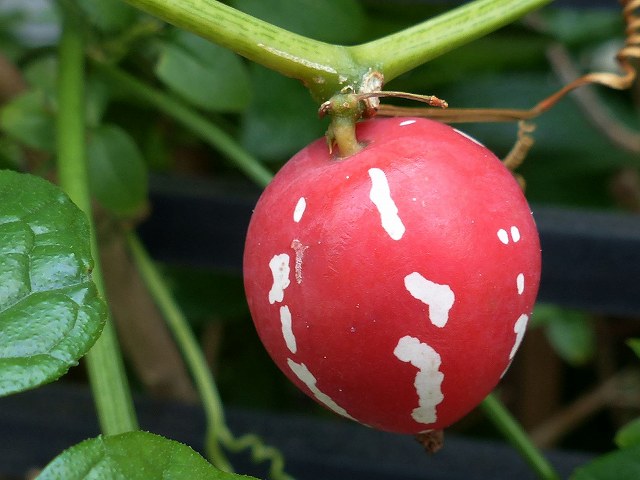 かわいいオキナワスズメウリ 沖縄雀瓜 花と葉っぱ かわいいオキナワスズメウリ 沖縄雀瓜 花と葉っぱ