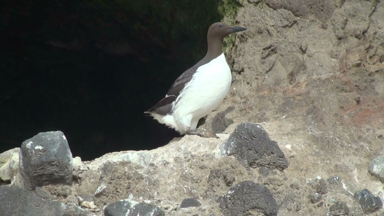 今シーズンのウミガラスの繁殖が終了しました。_f0159390_13501442.jpg