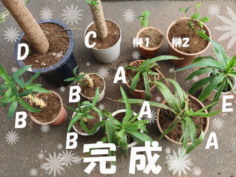 powerstoneMINMI園芸部~ユッカを挿し木するの巻~_c0140599_18572452.jpg