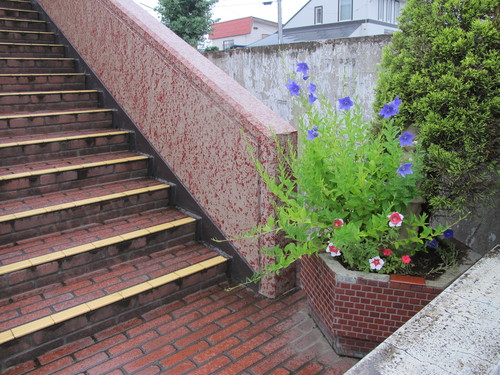 秋を感じ、そぼ降る雨に濡れての朝の散歩、８月２６日（火）・・・３_c0075701_723541.jpg