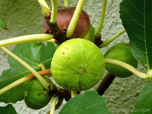 イチジクの苗 Bourjassotte Gris イチジク：ブリジャソットグリース6号